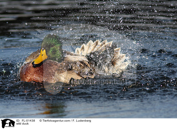 wild duck / FL-01438