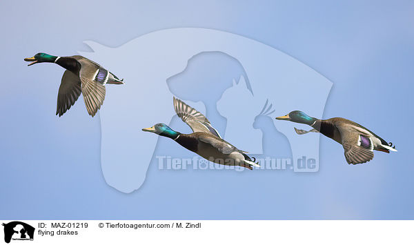 fliegende Erpel / flying drakes / MAZ-01219