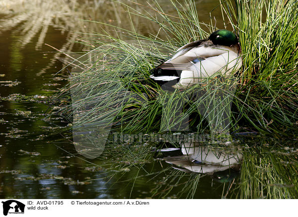 Stockente / wild duck / AVD-01795
