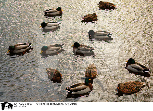 Stockenten / wild ducks / AVD-01897