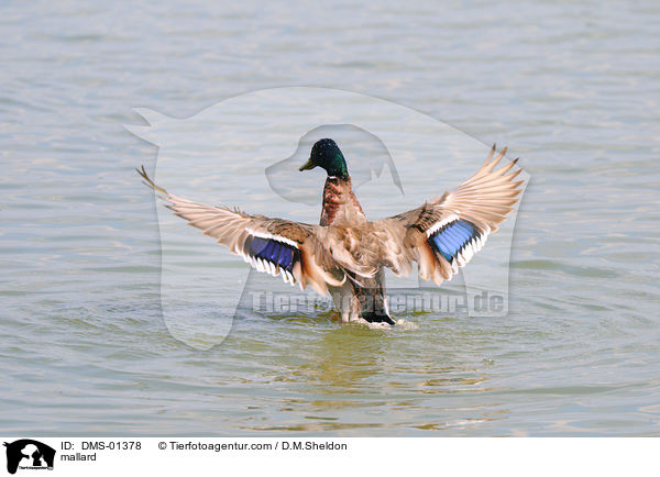 Stockente / mallard / DMS-01378