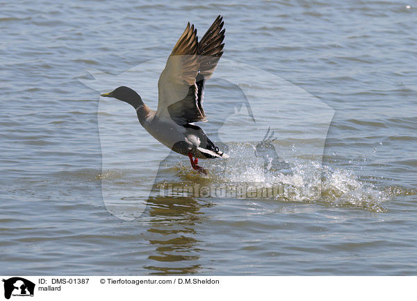 Stockente / mallard / DMS-01387