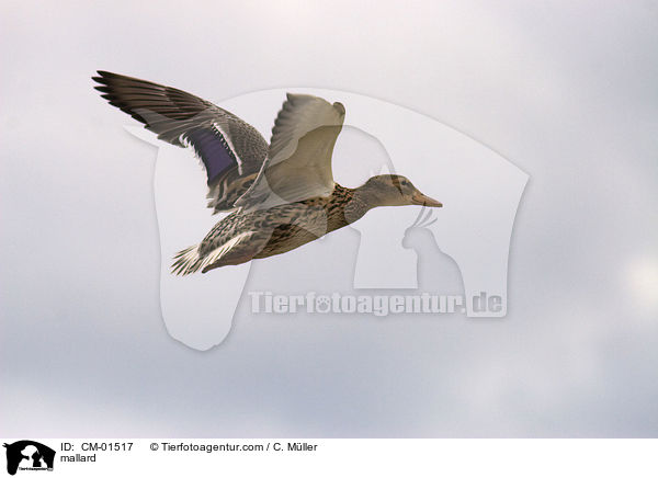 mallard / CM-01517