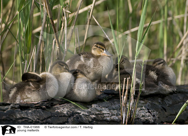 junge Stockenten / young mallards / THA-01966