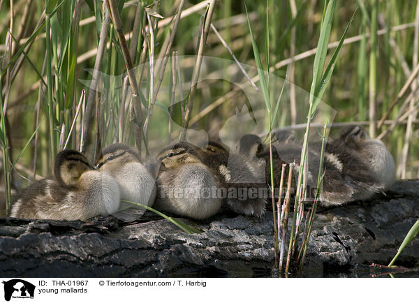 junge Stockenten / young mallards / THA-01967