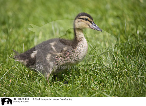 Stockenten Kken / young mallard / HJ-03440