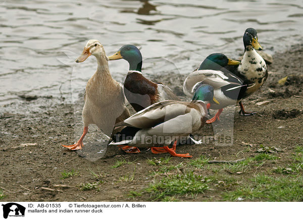 mallards and indian runner duck / AB-01535