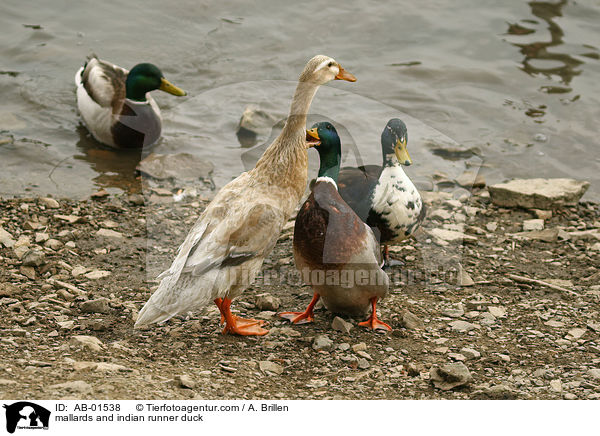 Stockenten und Indische Laufente / mallards and indian runner duck / AB-01538