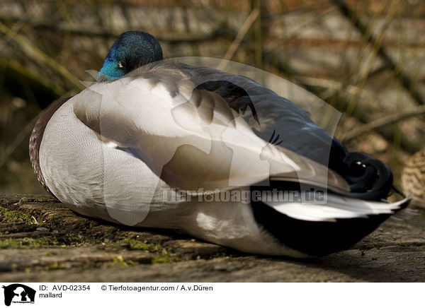 Stockente / mallard / AVD-02354