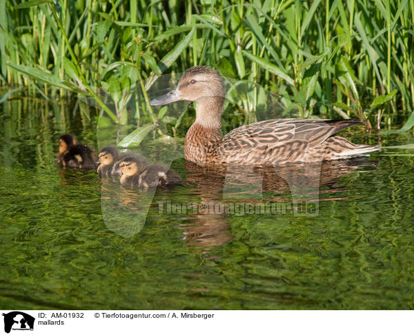 Stockenten / mallards / AM-01932