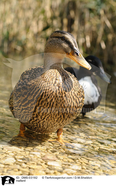 Stockente / mallard / DMS-03182