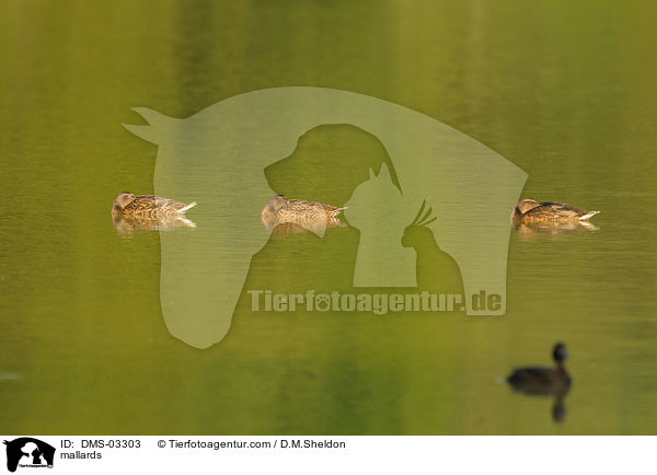 Stockenten / mallards / DMS-03303