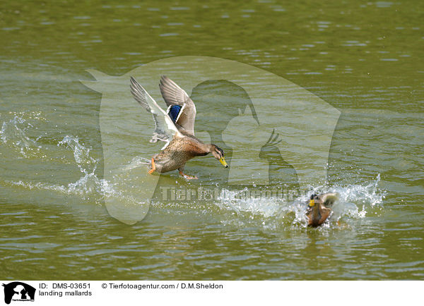 landende Stockenten / landing mallards / DMS-03651