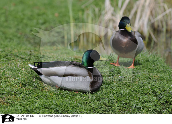 Stockenten / mallards / AP-06137