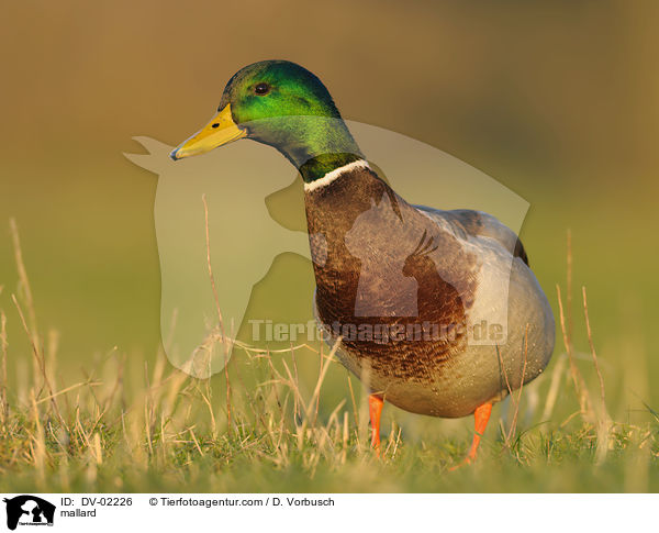 Stockentenerpel / mallard / DV-02226