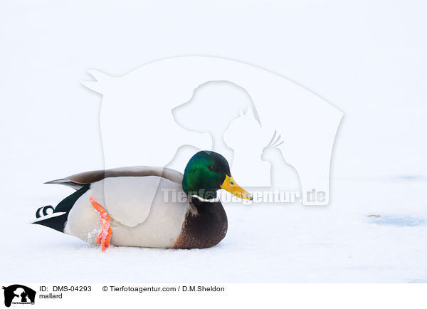 Stockente / mallard / DMS-04293
