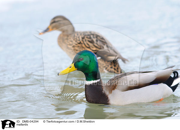 Stockenten / mallards / DMS-04294