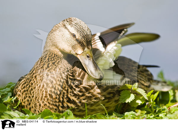 Stockente / mallard / MBS-04114