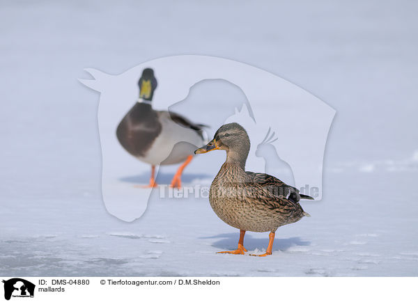 mallards / DMS-04880