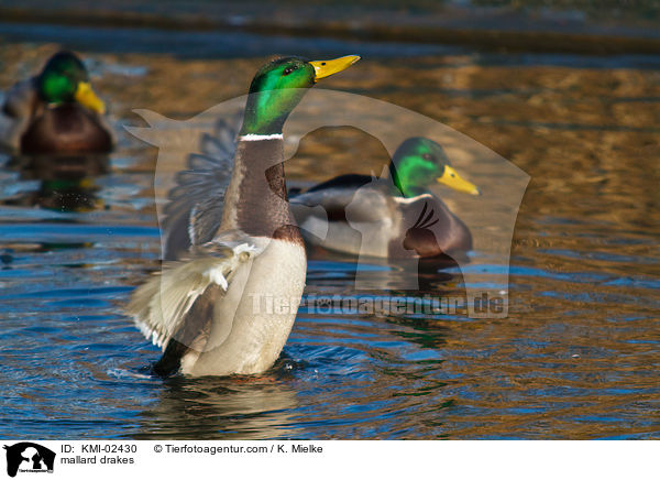 Stockentenerpel / mallard drakes / KMI-02430