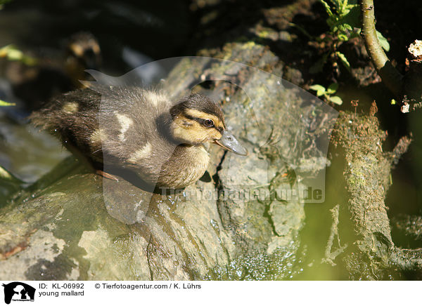 junge Stockente / young mallard / KL-06992