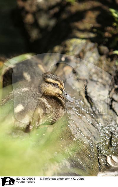 junge Stockente / young mallard / KL-06993