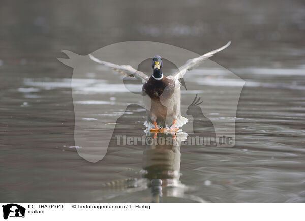 Stockente / mallard / THA-04646