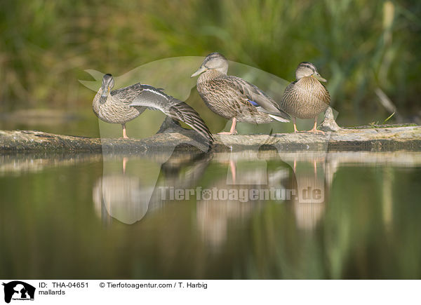 Stockenten / mallards / THA-04651