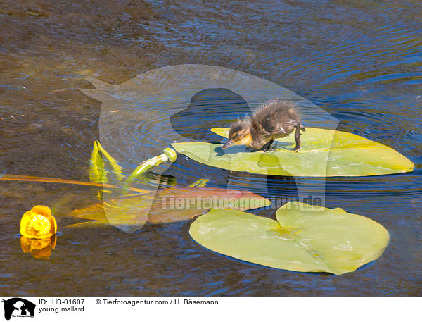 junge Stockente / young mallard / HB-01607
