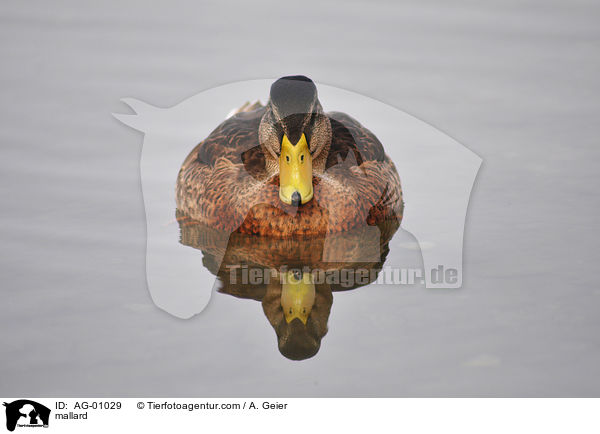 Stockente / mallard / AG-01029