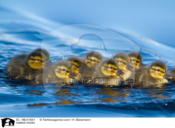 Stockenten Kken / mallard chicks / HB-01661