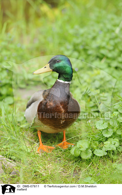 Stockente / mallard / DMS-07811