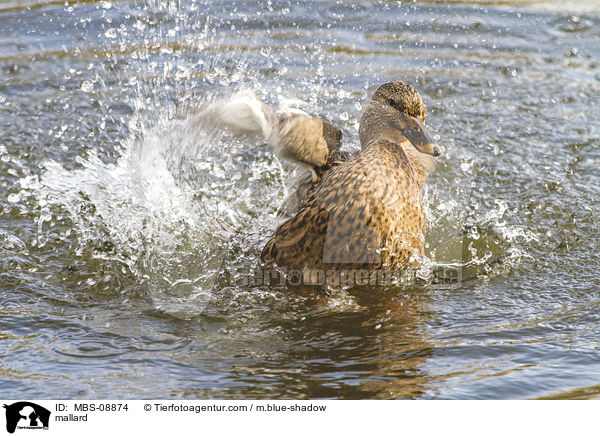 Stockente / mallard / MBS-08874