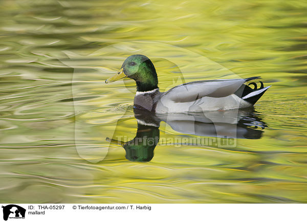 Stockente / mallard / THA-05297