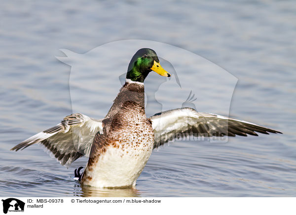 Stockente / mallard / MBS-09378