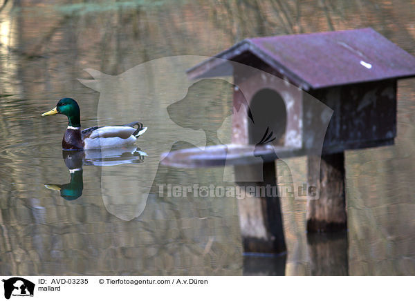 Stockente / mallard / AVD-03235