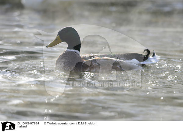 Stockente / mallard / DMS-07934