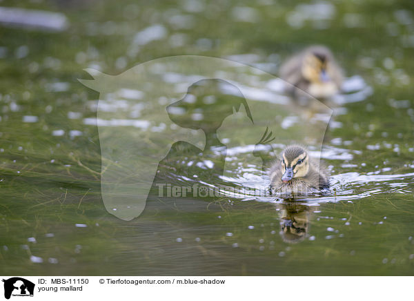 junge Stockente / young mallard / MBS-11150