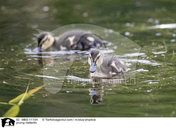 junge Stockenten / young mallards / MBS-11154
