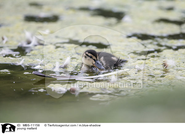 junge Stockente / young mallard / MBS-11158