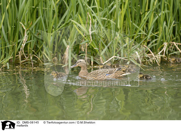 Stockenten / mallards / DMS-08145