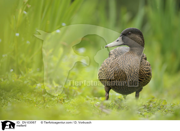 Stockente / mallard / DV-03067