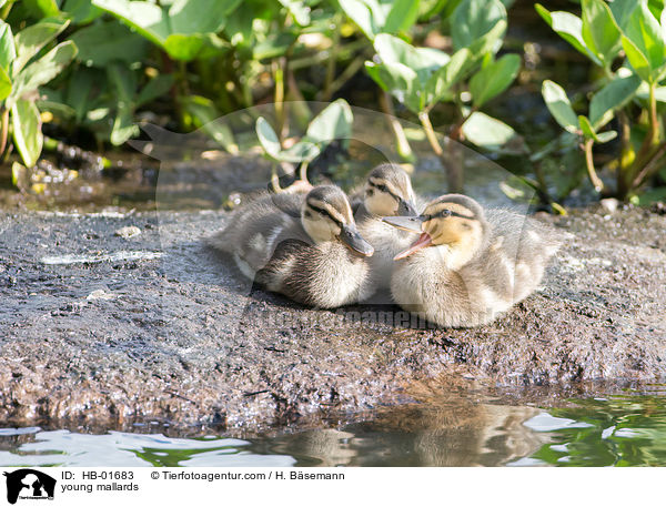junge Stockenten / young mallards / HB-01683