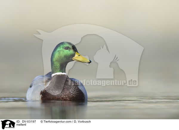 Stockente / mallard / DV-03197