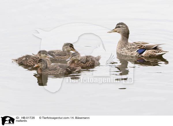 Stockenten / mallards / HB-01726