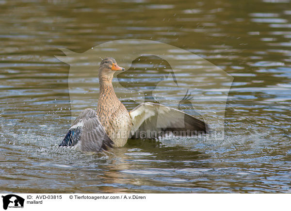 Stockente / mallard / AVD-03815