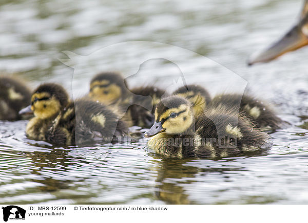 junge Stockenten / young mallards / MBS-12599