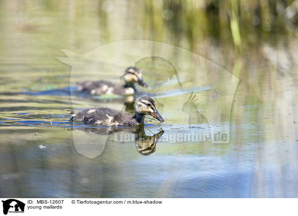 young mallards / MBS-12607
