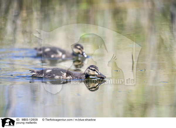 young mallards / MBS-12608