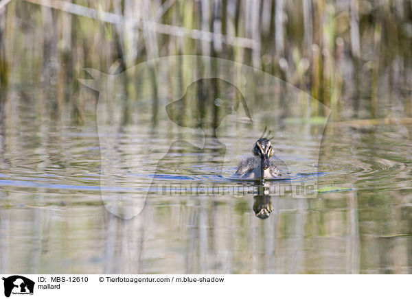 Stockente / mallard / MBS-12610